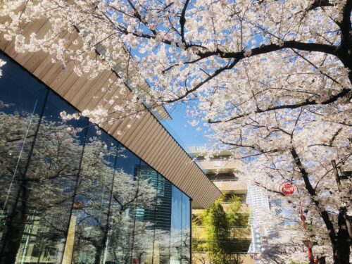 スターバックス リザーブ ロースタリー東京と目黒川沿いの桜
