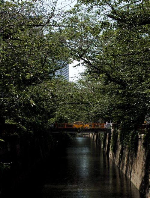 目黒川沿いの桜木