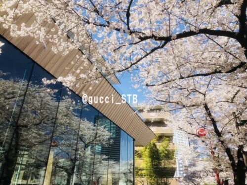 目黒川の桜とロースタリー東京